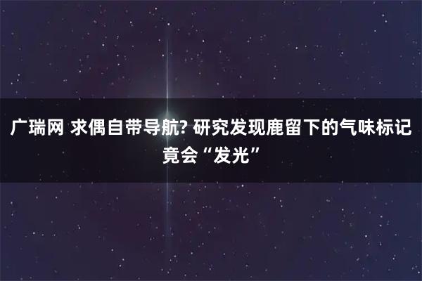 广瑞网 求偶自带导航? 研究发现鹿留下的气味标记竟会“发光”